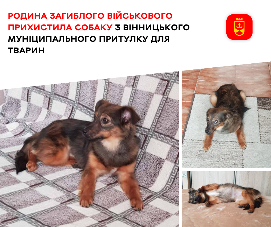 Родина загиблого військового прихистила собаку з Вінницького муніципального притулку для тварин